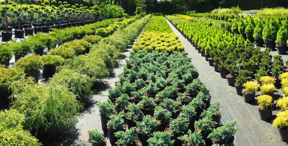 Pépinière à Neuviller-sur-Moselle