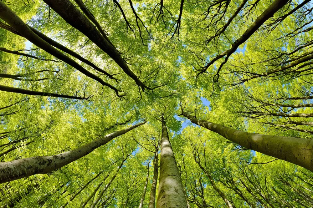 Plants d'arbres à Neuviller-sur-Moselle