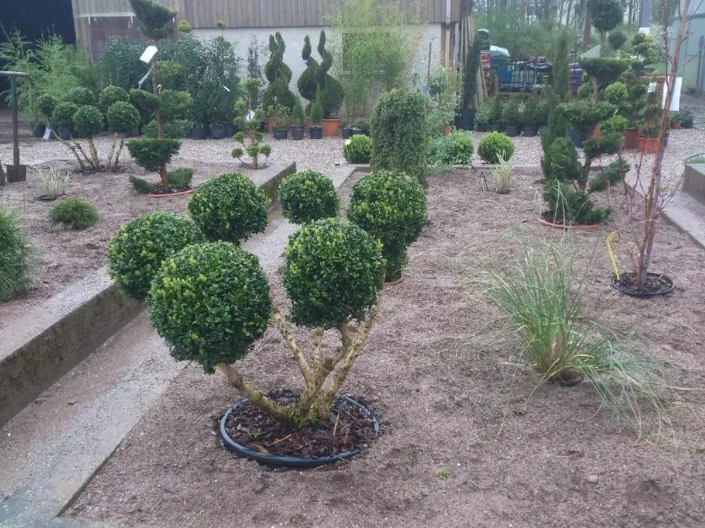 arbre et arbuste - conifèrewebp